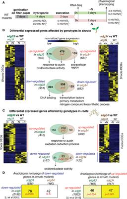 Histone methyltransferases SDG33 and SDG34 regulate organ-specific nitrogen responses in tomato